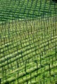 /album/il-territorio/vigneti-vignalta-03-jpg2/